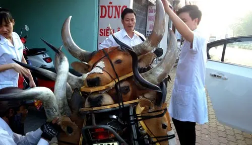 Đầu bò, linh dương được bày bán công khai trên vỉa hè với giá 2,5 triệu đồng/đầu.