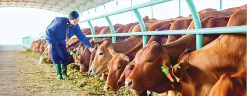 Chăn nuôi bò đóng góp lớn trong cơ cấu doanh thu của HAG. Chăn nuôi bò đóng góp lớn trong cơ cấu doanh thu của HAG.