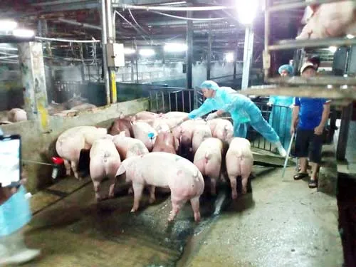 Biết heo độc vẫn bán cho dân ăn ảnh 1