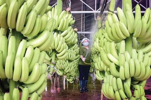 Hệ thống "cáp treo" vận chuyển chuối từ nơi thu hoạch về kho chứa. Lão nông 61 tuổi vẫn tự chăm chút từng trái chuối. Chuối thu hoạch về được rửa sạch bụi bẩn. Chuối được nhúng qua hệ thống hồ nước chứa chất diệt khuẩn. Vườn chuối 40ha tại xã Mỹ Bình, huyện Đức Huệ, Long An. Đóng gói chuối mang đi tiêu thụ và xuất khẩu. Hệ thống "cáp treo" vận chuyển chuối từ nơi thu hoạch về kho chứa. Lão nông 61 tuổi vẫn tự chăm chút từng trái chuối. Chuối thu hoạch về được rửa sạch bụi bẩn. Chuối được nhúng qua hệ thống hồ nước chứa chất diệt khuẩn. Vườn chuối 40ha tại xã Mỹ Bình, huyện Đức Huệ, Long An. Đóng gói chuối mang đi tiêu thụ và xuất khẩu.