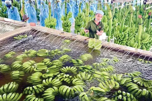 Hệ thống "cáp treo" vận chuyển chuối từ nơi thu hoạch về kho chứa. Lão nông 61 tuổi vẫn tự chăm chút từng trái chuối. Chuối thu hoạch về được rửa sạch bụi bẩn. Chuối được nhúng qua hệ thống hồ nước chứa chất diệt khuẩn. Vườn chuối 40ha tại xã Mỹ Bình, huyện Đức Huệ, Long An. Đóng gói chuối mang đi tiêu thụ và xuất khẩu. Hệ thống "cáp treo" vận chuyển chuối từ nơi thu hoạch về kho chứa. Lão nông 61 tuổi vẫn tự chăm chút từng trái chuối. Chuối thu hoạch về được rửa sạch bụi bẩn. Chuối được nhúng qua hệ thống hồ nước chứa chất diệt khuẩn. Vườn chuối 40ha tại xã Mỹ Bình, huyện Đức Huệ, Long An. Đóng gói chuối mang đi tiêu thụ và xuất khẩu.