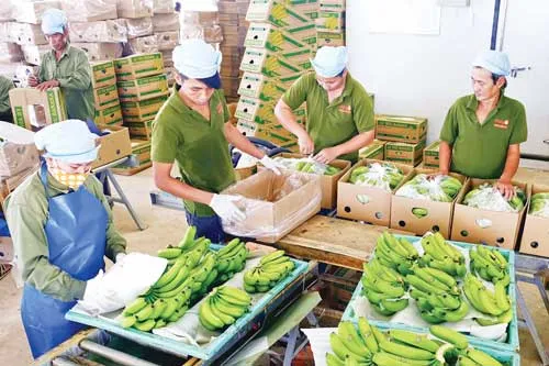 Hệ thống "cáp treo" vận chuyển chuối từ nơi thu hoạch về kho chứa. Lão nông 61 tuổi vẫn tự chăm chút từng trái chuối. Chuối thu hoạch về được rửa sạch bụi bẩn. Chuối được nhúng qua hệ thống hồ nước chứa chất diệt khuẩn. Vườn chuối 40ha tại xã Mỹ Bình, huyện Đức Huệ, Long An. Đóng gói chuối mang đi tiêu thụ và xuất khẩu. Hệ thống "cáp treo" vận chuyển chuối từ nơi thu hoạch về kho chứa. Lão nông 61 tuổi vẫn tự chăm chút từng trái chuối. Chuối thu hoạch về được rửa sạch bụi bẩn. Chuối được nhúng qua hệ thống hồ nước chứa chất diệt khuẩn. Vườn chuối 40ha tại xã Mỹ Bình, huyện Đức Huệ, Long An. Đóng gói chuối mang đi tiêu thụ và xuất khẩu.