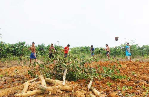 Người dân xã Nhâm, huyện A Lưới, tỉnh Thừa Thiên - Huế ngậm ngùi chặt bỏ cây cà phê thời kỳ thu hoạch để trồng sắn.
