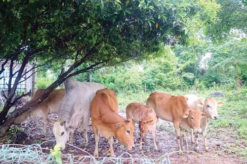 Một góc đảo Hòn Chuối. Vườn rau lính đảo. Nhà cửa tạm bợ của ngư dân trên đảo. Chiến sĩ Hải quân Vùng 5 mang bò ra đảo gây giống. Nghề cá bóp nuôi lồng mới phát triển vùng biển Hòn Chuối. Trẻ ở đảo xa. Chiến sĩ trạm rađa bảo vệ vùng biển. Đoàn công tác ra thăm chiến sĩ đảo Hòn Chuối. Trò chuyện với người dân sinh sống tại đảo. Một góc đảo Hòn Chuối. Vườn rau lính đảo. Nhà cửa tạm bợ của ngư dân trên đảo. Chiến sĩ Hải quân Vùng 5 mang bò ra đảo gây giống. Nghề cá bóp nuôi lồng mới phát triển vùng biển Hòn Chuối. Trẻ ở đảo xa. Chiến sĩ trạm rađa bảo vệ vùng biển. Đoàn công tác ra thăm chiến sĩ đảo Hòn Chuối. Trò chuyện với người dân sinh sống tại đảo.