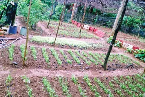 Một góc đảo Hòn Chuối. Vườn rau lính đảo. Nhà cửa tạm bợ của ngư dân trên đảo. Chiến sĩ Hải quân Vùng 5 mang bò ra đảo gây giống. Nghề cá bóp nuôi lồng mới phát triển vùng biển Hòn Chuối. Trẻ ở đảo xa. Chiến sĩ trạm rađa bảo vệ vùng biển. Đoàn công tác ra thăm chiến sĩ đảo Hòn Chuối. Trò chuyện với người dân sinh sống tại đảo. Một góc đảo Hòn Chuối. Vườn rau lính đảo. Nhà cửa tạm bợ của ngư dân trên đảo. Chiến sĩ Hải quân Vùng 5 mang bò ra đảo gây giống. Nghề cá bóp nuôi lồng mới phát triển vùng biển Hòn Chuối. Trẻ ở đảo xa. Chiến sĩ trạm rađa bảo vệ vùng biển. Đoàn công tác ra thăm chiến sĩ đảo Hòn Chuối. Trò chuyện với người dân sinh sống tại đảo.