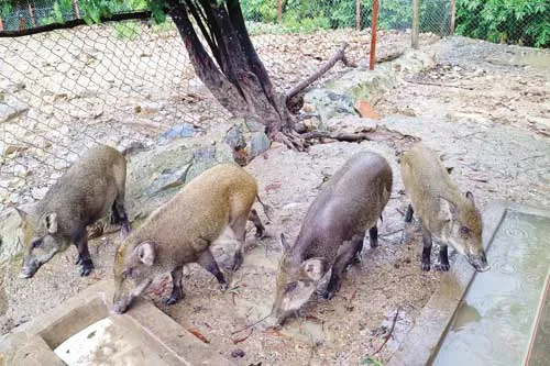 Đảo Hải Tặc yên bình ảnh 9 Đảo Hải Tặc yên bình ảnh 9