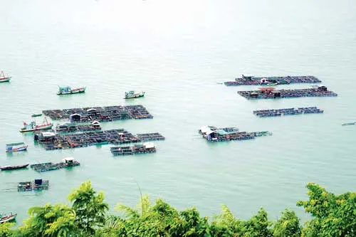 Đảo Hải Tặc yên bình ảnh 5 Đảo Hải Tặc yên bình ảnh 5