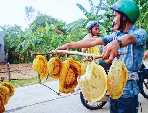 Thành quả của các thợ ong sau một ngày tìm kiếm.