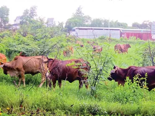 Một dự án nhà ở tại quận 9 bị hoang hóa từ nhiều năm nay.