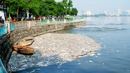 Các lực lượng đã đưa máy sục khí tạo ô xy trong hồ nhưng cá chết trong hồ vẫn nổi trắng dạt vào bờ. Các lực lượng đã đưa máy sục khí tạo ô xy trong hồ nhưng cá chết trong hồ vẫn nổi trắng dạt vào bờ.