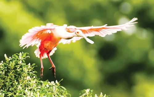 Những khoảnh khắc đẹp về thiên nhiên hoang dã. Những khoảnh khắc đẹp về thiên nhiên hoang dã.