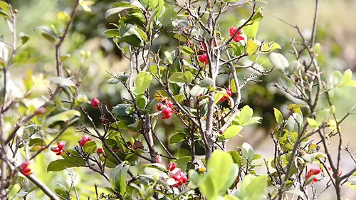 Rất nhiều góc mai rụng lá - hoa nở bung, người dân lâm vào cảnh "dở khóc dở cười".