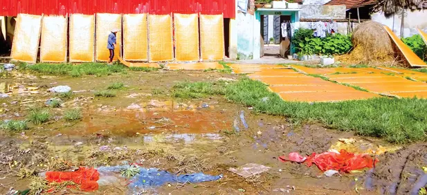 Miến được đem phơi ngay bên bãi nước thải, rác thải hôi thối. Những giàn miến lao cả xuống bãi nước thải. Người làm nghề bắt đầu dùng tay, chân để xé miến, rồi bó thành từng bó. Cứ chỗ nào có nắng chiếu là miến được đem ra phơi. Đất cát bẩn rơi vãi tứ tung và bám đầy trên những gian miến đang phơi . Miến được phơi ở bụi cây, bờ mương, góc vườn. Miến được đem phơi ngay bên bãi nước thải, rác thải hôi thối. Những giàn miến lao cả xuống bãi nước thải. Người làm nghề bắt đầu dùng tay, chân để xé miến, rồi bó thành từng bó. Cứ chỗ nào có nắng chiếu là miến được đem ra phơi. Đất cát bẩn rơi vãi tứ tung và bám đầy trên những gian miến đang phơi . Miến được phơi ở bụi cây, bờ mương, góc vườn.