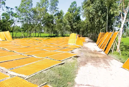 Miến được đem phơi ngay bên bãi nước thải, rác thải hôi thối. Những giàn miến lao cả xuống bãi nước thải. Người làm nghề bắt đầu dùng tay, chân để xé miến, rồi bó thành từng bó. Cứ chỗ nào có nắng chiếu là miến được đem ra phơi. Đất cát bẩn rơi vãi tứ tung và bám đầy trên những gian miến đang phơi . Miến được phơi ở bụi cây, bờ mương, góc vườn. Miến được đem phơi ngay bên bãi nước thải, rác thải hôi thối. Những giàn miến lao cả xuống bãi nước thải. Người làm nghề bắt đầu dùng tay, chân để xé miến, rồi bó thành từng bó. Cứ chỗ nào có nắng chiếu là miến được đem ra phơi. Đất cát bẩn rơi vãi tứ tung và bám đầy trên những gian miến đang phơi . Miến được phơi ở bụi cây, bờ mương, góc vườn.