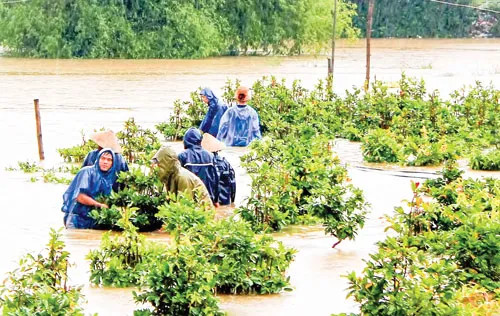 Hàng ngàn ngôi nhà ở tỉnh Bình Định bị "ngâm" trong 4 đợt lũ liên tiếp từ đầu tháng 11 đến giữa tháng 12-2016. Người dân ở “thủ phủ mai” Nhơn An (thị xã An Nhơn, tỉnh Bình Định) cố cứu mai thoát khỏi lũ. Tuy nhiên, phần lớn diện tích trồng mai ở địa phương này đã bị lũ gây thiệt hại. Ảnh: TRỌNG LỢI Ngâm lâu trong nước lũ, một số ngôi nhà ở huyện Tuy Phước (tỉnh Bình Định) đã đổ sập. Nhiều đường giao thông ở Bình Định bị chìm trong lũ, người dân phải “tăng bo” bằng cách đưa xe máy, vật dụng và người lên xe tải Chiến Thắng để qua các đoạn bị ngập. Lũ về lớn làm nước biển vùng nuôi tôm hùm Sông Cầu (tỉnh Phú Yên) bị ngọt hóa làm tôm chết hàng loạt, gây thiệt hại hàng chục tỷ đồng cho người nuôi. Để về nhà, nhiều người đã đánh liều đi qua những bờ tràn nước lũ chảy xiết. Hàng ngàn ngôi nhà ở tỉnh Bình Định bị “ngâm” trong bốn đợt lũ liên tiếp trong vòng một tháng rưỡi, từ đầu tháng 11 đến giữa tháng 12-2016. Lực lượng dân quân và người dân cứu một thanh niên bị trôi xe ở huyện Tuy Phước (tỉnh Bình Định). Hàng ngàn ngôi nhà ở tỉnh Bình Định bị "ngâm" trong 4 đợt lũ liên tiếp từ đầu tháng 11 đến giữa tháng 12-2016. Người dân ở “thủ phủ mai” Nhơn An (thị xã An Nhơn, tỉnh Bình Định) cố cứu mai thoát khỏi lũ. Tuy nhiên, phần lớn diện tích trồng mai ở địa phương này đã bị lũ gây thiệt hại. Ảnh: TRỌNG LỢI Ngâm lâu trong nước lũ, một số ngôi nhà ở huyện Tuy Phước (tỉnh Bình Định) đã đổ sập. Nhiều đường giao thông ở Bình Định bị chìm trong lũ, người dân phải “tăng bo” bằng cách đưa xe máy, vật dụng và người lên xe tải Chiến Thắng để qua các đoạn bị ngập. Lũ về lớn làm nước biển vùng nuôi tôm hùm Sông Cầu (tỉnh Phú Yên) bị ngọt hóa làm tôm chết hàng loạt, gây thiệt hại hàng chục tỷ đồng cho người nuôi. Để về nhà, nhiều người đã đánh liều đi qua những bờ tràn nước lũ chảy xiết. Hàng ngàn ngôi nhà ở tỉnh Bình Định bị “ngâm” trong bốn đợt lũ liên tiếp trong vòng một tháng rưỡi, từ đầu tháng 11 đến giữa tháng 12-2016. Lực lượng dân quân và người dân cứu một thanh niên bị trôi xe ở huyện Tuy Phước (tỉnh Bình Định).