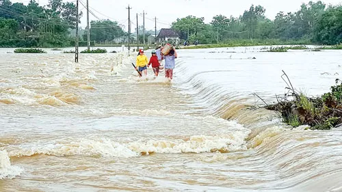 Hàng ngàn ngôi nhà ở tỉnh Bình Định bị "ngâm" trong 4 đợt lũ liên tiếp từ đầu tháng 11 đến giữa tháng 12-2016. Người dân ở “thủ phủ mai” Nhơn An (thị xã An Nhơn, tỉnh Bình Định) cố cứu mai thoát khỏi lũ. Tuy nhiên, phần lớn diện tích trồng mai ở địa phương này đã bị lũ gây thiệt hại. Ảnh: TRỌNG LỢI Ngâm lâu trong nước lũ, một số ngôi nhà ở huyện Tuy Phước (tỉnh Bình Định) đã đổ sập. Nhiều đường giao thông ở Bình Định bị chìm trong lũ, người dân phải “tăng bo” bằng cách đưa xe máy, vật dụng và người lên xe tải Chiến Thắng để qua các đoạn bị ngập. Lũ về lớn làm nước biển vùng nuôi tôm hùm Sông Cầu (tỉnh Phú Yên) bị ngọt hóa làm tôm chết hàng loạt, gây thiệt hại hàng chục tỷ đồng cho người nuôi. Để về nhà, nhiều người đã đánh liều đi qua những bờ tràn nước lũ chảy xiết. Hàng ngàn ngôi nhà ở tỉnh Bình Định bị “ngâm” trong bốn đợt lũ liên tiếp trong vòng một tháng rưỡi, từ đầu tháng 11 đến giữa tháng 12-2016. Lực lượng dân quân và người dân cứu một thanh niên bị trôi xe ở huyện Tuy Phước (tỉnh Bình Định). Hàng ngàn ngôi nhà ở tỉnh Bình Định bị "ngâm" trong 4 đợt lũ liên tiếp từ đầu tháng 11 đến giữa tháng 12-2016. Người dân ở “thủ phủ mai” Nhơn An (thị xã An Nhơn, tỉnh Bình Định) cố cứu mai thoát khỏi lũ. Tuy nhiên, phần lớn diện tích trồng mai ở địa phương này đã bị lũ gây thiệt hại. Ảnh: TRỌNG LỢI Ngâm lâu trong nước lũ, một số ngôi nhà ở huyện Tuy Phước (tỉnh Bình Định) đã đổ sập. Nhiều đường giao thông ở Bình Định bị chìm trong lũ, người dân phải “tăng bo” bằng cách đưa xe máy, vật dụng và người lên xe tải Chiến Thắng để qua các đoạn bị ngập. Lũ về lớn làm nước biển vùng nuôi tôm hùm Sông Cầu (tỉnh Phú Yên) bị ngọt hóa làm tôm chết hàng loạt, gây thiệt hại hàng chục tỷ đồng cho người nuôi. Để về nhà, nhiều người đã đánh liều đi qua những bờ tràn nước lũ chảy xiết. Hàng ngàn ngôi nhà ở tỉnh Bình Định bị “ngâm” trong bốn đợt lũ liên tiếp trong vòng một tháng rưỡi, từ đầu tháng 11 đến giữa tháng 12-2016. Lực lượng dân quân và người dân cứu một thanh niên bị trôi xe ở huyện Tuy Phước (tỉnh Bình Định).