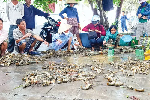 Hàng ngàn ngôi nhà ở tỉnh Bình Định bị "ngâm" trong 4 đợt lũ liên tiếp từ đầu tháng 11 đến giữa tháng 12-2016. Người dân ở “thủ phủ mai” Nhơn An (thị xã An Nhơn, tỉnh Bình Định) cố cứu mai thoát khỏi lũ. Tuy nhiên, phần lớn diện tích trồng mai ở địa phương này đã bị lũ gây thiệt hại. Ảnh: TRỌNG LỢI Ngâm lâu trong nước lũ, một số ngôi nhà ở huyện Tuy Phước (tỉnh Bình Định) đã đổ sập. Nhiều đường giao thông ở Bình Định bị chìm trong lũ, người dân phải “tăng bo” bằng cách đưa xe máy, vật dụng và người lên xe tải Chiến Thắng để qua các đoạn bị ngập. Lũ về lớn làm nước biển vùng nuôi tôm hùm Sông Cầu (tỉnh Phú Yên) bị ngọt hóa làm tôm chết hàng loạt, gây thiệt hại hàng chục tỷ đồng cho người nuôi. Để về nhà, nhiều người đã đánh liều đi qua những bờ tràn nước lũ chảy xiết. Hàng ngàn ngôi nhà ở tỉnh Bình Định bị “ngâm” trong bốn đợt lũ liên tiếp trong vòng một tháng rưỡi, từ đầu tháng 11 đến giữa tháng 12-2016. Lực lượng dân quân và người dân cứu một thanh niên bị trôi xe ở huyện Tuy Phước (tỉnh Bình Định). Hàng ngàn ngôi nhà ở tỉnh Bình Định bị "ngâm" trong 4 đợt lũ liên tiếp từ đầu tháng 11 đến giữa tháng 12-2016. Người dân ở “thủ phủ mai” Nhơn An (thị xã An Nhơn, tỉnh Bình Định) cố cứu mai thoát khỏi lũ. Tuy nhiên, phần lớn diện tích trồng mai ở địa phương này đã bị lũ gây thiệt hại. Ảnh: TRỌNG LỢI Ngâm lâu trong nước lũ, một số ngôi nhà ở huyện Tuy Phước (tỉnh Bình Định) đã đổ sập. Nhiều đường giao thông ở Bình Định bị chìm trong lũ, người dân phải “tăng bo” bằng cách đưa xe máy, vật dụng và người lên xe tải Chiến Thắng để qua các đoạn bị ngập. Lũ về lớn làm nước biển vùng nuôi tôm hùm Sông Cầu (tỉnh Phú Yên) bị ngọt hóa làm tôm chết hàng loạt, gây thiệt hại hàng chục tỷ đồng cho người nuôi. Để về nhà, nhiều người đã đánh liều đi qua những bờ tràn nước lũ chảy xiết. Hàng ngàn ngôi nhà ở tỉnh Bình Định bị “ngâm” trong bốn đợt lũ liên tiếp trong vòng một tháng rưỡi, từ đầu tháng 11 đến giữa tháng 12-2016. Lực lượng dân quân và người dân cứu một thanh niên bị trôi xe ở huyện Tuy Phước (tỉnh Bình Định).