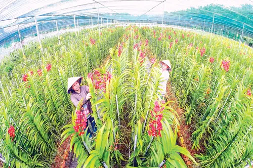 Phát triển trồng lan kiểng theo ứng dụng NNCNC tại Củ Chi. Ảnh: LONG THANH Phát triển trồng lan kiểng theo ứng dụng NNCNC tại Củ Chi. Ảnh: LONG THANH