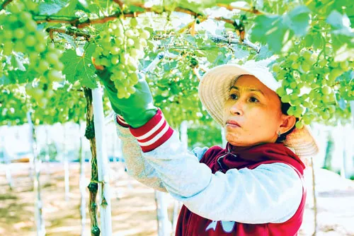 Xứ sở nho Ninh Thuận ảnh 6 Xứ sở nho Ninh Thuận ảnh 6