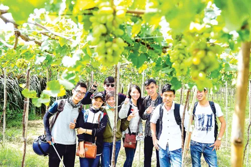 Xứ sở nho Ninh Thuận ảnh 5 Xứ sở nho Ninh Thuận ảnh 5