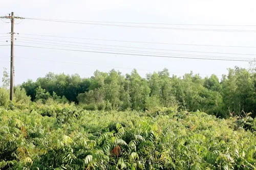 Cây cỏ rậm rạp hơn sau 4 năm Berjaya thực hiện siêu dự án VIUT 3,5 tỷ USD tại huyện Hóc Môn, TPHCM. Ảnh: M.Tuấn