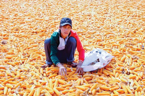 Nông dân vẫn luôn đối mặt được mùa mất giá, được giá mất mùa. Ảnh: LONG THANH Nông dân vẫn luôn đối mặt được mùa mất giá, được giá mất mùa. Ảnh: LONG THANH