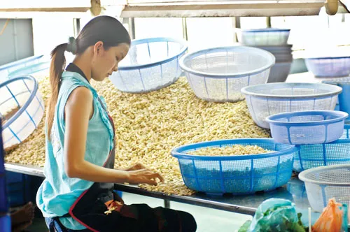 Mặt hàng điều là sản phẩm đầu tiên được Tập đoàn Kroger sang trực tiếp đặt hàng chế biến tại Việt Nam đưa vào chuỗi siêu thị của mình. Ảnh: LONG THANH Mặt hàng điều là sản phẩm đầu tiên được Tập đoàn Kroger sang trực tiếp đặt hàng chế biến tại Việt Nam đưa vào chuỗi siêu thị của mình. Ảnh: LONG THANH