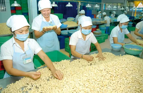 Hạt điều là mặt hàng đang có lợi thế xuất khẩu. Ảnh: THANH TÂM Hạt điều là mặt hàng đang có lợi thế xuất khẩu. Ảnh: THANH TÂM