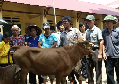 Thực hiện Chương trình 30a của Chính phủ, huyện Thông Nông, tỉnh Cao Bằng đã nhận 61 con bò do doanh nghiệp tài trợ để trao cho các hộ nông dân nghèo. Thực hiện Chương trình 30a của Chính phủ, huyện Thông Nông, tỉnh Cao Bằng đã nhận 61 con bò do doanh nghiệp tài trợ để trao cho các hộ nông dân nghèo.