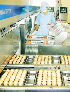 Dây chuyền sản xuất trứng gia cầm của Công ty Ba Huân. Nguồn: internet