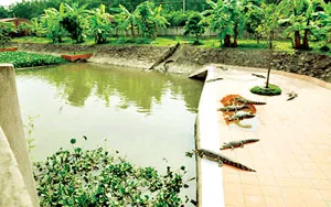 Trang trại nuôi cá sấu của Công ty Thiên Thuận Tường. Trang trại nuôi cá sấu của Công ty Thiên Thuận Tường.