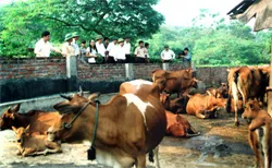 Ảnh minh họa. Ảnh minh họa.
