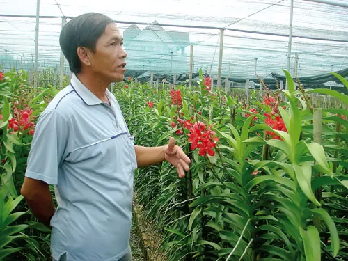 Anh Phạm Anh Dũng bên vườn lan Mokara. Ảnh: VY NHI