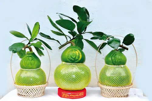 Quả càng to, ngón tay của phật thủ càng nhiều, dài, móng nhọn thì càng có giá trị. Anh Trần Thanh Liêm (phường Bình Thủy, quận Bình Thủy, TP Cần Thơ) tạo hình thành công 4 cặp dưa hấu hình xe hơi. Mỗi gốc cây ngũ quả được bán với giá 20-25 triệu đồng. Dưa hấu hình thỏi vàng. Bưởi hồ lô. Trái khóm phụng làm đẹp thêm cho những ngày xuân. Dưa hấu hình vuông. Dưa hấu hồ lô.