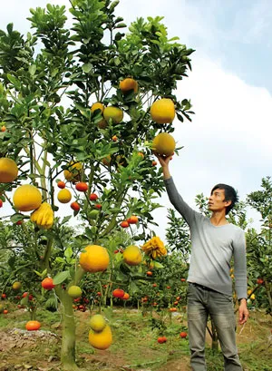 Quả càng to, ngón tay của phật thủ càng nhiều, dài, móng nhọn thì càng có giá trị. Anh Trần Thanh Liêm (phường Bình Thủy, quận Bình Thủy, TP Cần Thơ) tạo hình thành công 4 cặp dưa hấu hình xe hơi. Mỗi gốc cây ngũ quả được bán với giá 20-25 triệu đồng. Dưa hấu hình thỏi vàng. Bưởi hồ lô. Trái khóm phụng làm đẹp thêm cho những ngày xuân. Dưa hấu hình vuông. Dưa hấu hồ lô. Quả càng to, ngón tay của phật thủ càng nhiều, dài, móng nhọn thì càng có giá trị. Anh Trần Thanh Liêm (phường Bình Thủy, quận Bình Thủy, TP Cần Thơ) tạo hình thành công 4 cặp dưa hấu hình xe hơi. Mỗi gốc cây ngũ quả được bán với giá 20-25 triệu đồng. Dưa hấu hình thỏi vàng. Bưởi hồ lô. Trái khóm phụng làm đẹp thêm cho những ngày xuân. Dưa hấu hình vuông. Dưa hấu hồ lô.