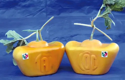 Quả càng to, ngón tay của phật thủ càng nhiều, dài, móng nhọn thì càng có giá trị. Anh Trần Thanh Liêm (phường Bình Thủy, quận Bình Thủy, TP Cần Thơ) tạo hình thành công 4 cặp dưa hấu hình xe hơi. Mỗi gốc cây ngũ quả được bán với giá 20-25 triệu đồng. Dưa hấu hình thỏi vàng. Bưởi hồ lô. Trái khóm phụng làm đẹp thêm cho những ngày xuân. Dưa hấu hình vuông. Dưa hấu hồ lô.