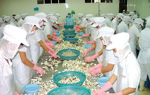 Chế biến nghêu xuất khẩu, thế mạnh của AGD. Ảnh: H.LỢI Chế biến nghêu xuất khẩu, thế mạnh của AGD. Ảnh: H.LỢI