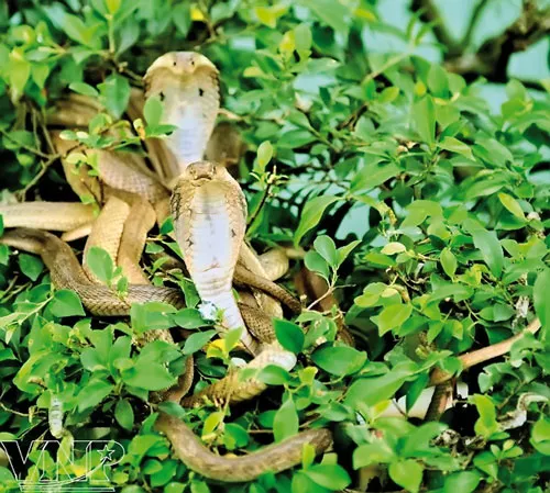 Rắn hổ mèo, nuôi theo mô hình tự nhiên. Rắn hổ mèo, nuôi theo mô hình tự nhiên.