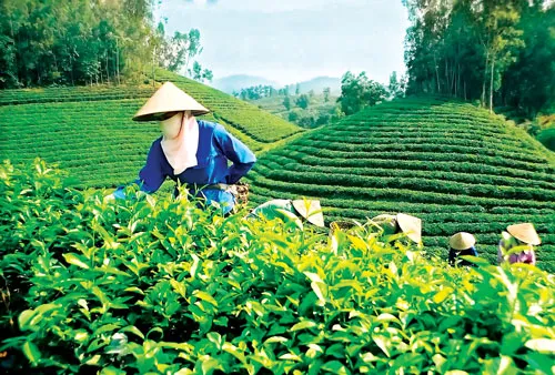 Vùng chè Sông Cầu - Thái Nguyên.