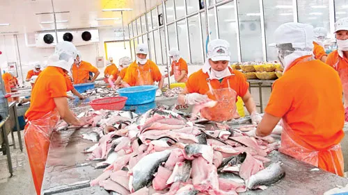 Chế biến cá tra xuất khẩu tại Agrifish. Chế biến cá tra xuất khẩu tại Agrifish.
