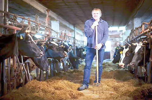 Những trang trại bò sữa truyền thống đang mất dần. Những trang trại bò sữa truyền thống đang mất dần.