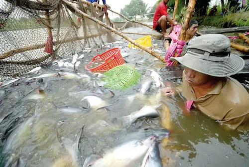 2012 được dự báo là năm rất khó khăn đối với ngành thủy sản. 2012 được dự báo là năm rất khó khăn đối với ngành thủy sản.