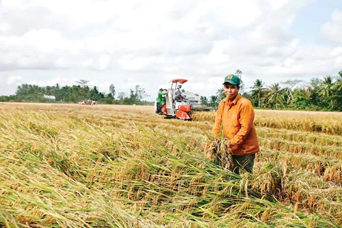 Cần phát triển, nhân rộng các mô hình sản xuất nông nghiệp mới như mô hình "cánh đồng mẫu lớn". Ảnh: MINH TRƯỜNG Cần phát triển, nhân rộng các mô hình sản xuất nông nghiệp mới như mô hình "cánh đồng mẫu lớn". Ảnh: MINH TRƯỜNG