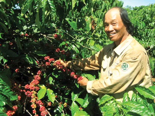 Người dân Buôn Ma Thuột thu hoạch cà phê. Người dân Buôn Ma Thuột thu hoạch cà phê.
