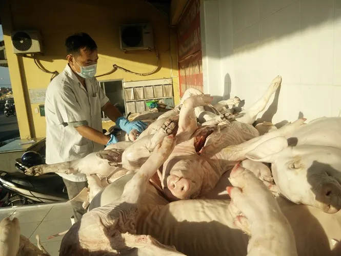 Heo sữa bệnh, bốc mùi hôi thối bị bắt giữ tại cửa ngõ TP.HCM Heo sữa bệnh, bốc mùi hôi thối bị bắt giữ tại cửa ngõ TP.HCM