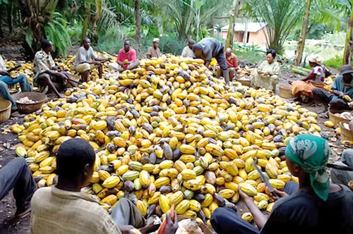 Nông dân Kuapa Kokoo có 45% cổ phần trong công ty đầu tư đến từ Anh. Nông dân Kuapa Kokoo có 45% cổ phần trong công ty đầu tư đến từ Anh.