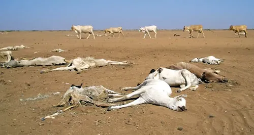 Hạn hán nghiêm trọng đe dọa an ninh lương thực toàn cầu. Hạn hán nghiêm trọng đe dọa an ninh lương thực toàn cầu.