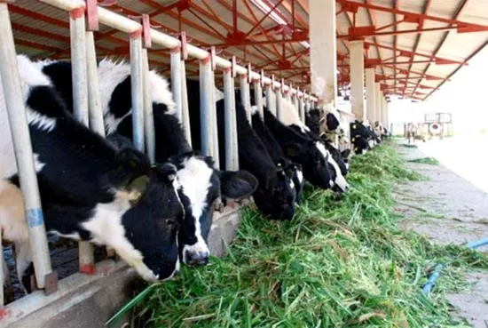 Một trang trại nuôi bò của HAG. Một trang trại nuôi bò của HAG.