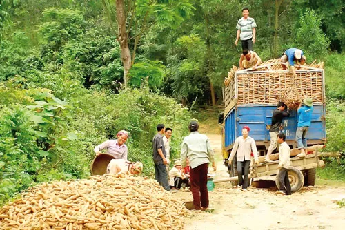 Thu mua sắn xuất khẩu.