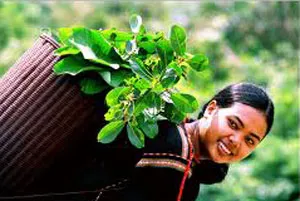 Ảnh minh họa. Nguồn: Internet Ảnh minh họa. Nguồn: Internet